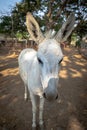 A donkey rescued and taken care of in animal shelter farm