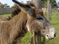 Donkey Resting On A Wooden Fence.