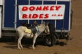 Donkey Rides 02