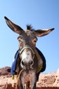 Donkey in rock city Petra Royalty Free Stock Photo