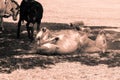 Donkey Rolling In Dust Royalty Free Stock Photo