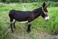 Donkey on rural grassland