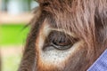 Donkey's eye Royalty Free Stock Photo