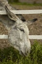 Donkey`s head outside the fence 2