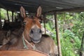 A donkey in it's donkey stable in Nepal Royalty Free Stock Photo