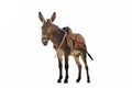 Donkey with a saddle on back isolated a on white background Royalty Free Stock Photo
