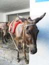 Donkey with a saddle is in Lindos. The Island Of Rhodes. Greece Royalty Free Stock Photo