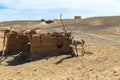 Donkey in Sahara Desert, Morocco, Africa