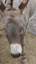 Donkey Sanctuary resorts or petting zoo for kids!