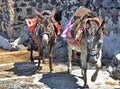 Santorini Donkey Royalty Free Stock Photo