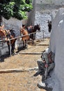 Donkey of Santorini Royalty Free Stock Photo