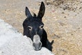 A donkey and a scenics of Patmos, greece Royalty Free Stock Photo