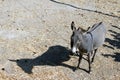 A donkey and a scenics of Patmos, greece Royalty Free Stock Photo