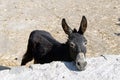 A donkey and a scenics of Patmos, greece Royalty Free Stock Photo