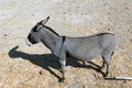 A donkey and a scenics of Patmos, greece Royalty Free Stock Photo