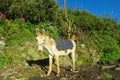 Donkey with seddle Royalty Free Stock Photo