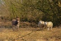 Donkey and sheep in a unny dry meadow Royalty Free Stock Photo