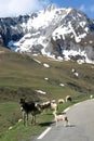 Donkey, sheep and white snow covered mountains