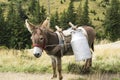 Donkey from the sheepfold