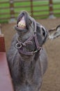 Donkey showing teeth in a funny pose Royalty Free Stock Photo