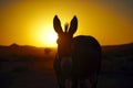 donkey silhouette against sunset in desert landscape Royalty Free Stock Photo