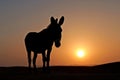 donkey silhouette against sunset in desert landscape Royalty Free Stock Photo