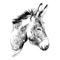 Donkey sketch vector graphics