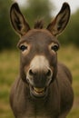 Donkey smiling close-up in nature. Royalty Free Stock Photo