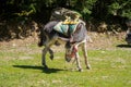 Donkey spinning around Royalty Free Stock Photo