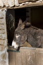 Donkey in Stable