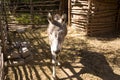 Donkey in stable