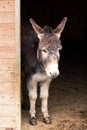 Donkey in stable