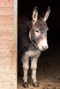 Donkey in stable