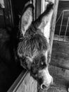 Donkey in the stables black and white
