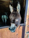 Donkey in the stables