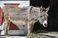 Donkey Standing by Barn Door