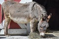 Donkey Standing by Barn Door Eating Hay Royalty Free Stock Photo