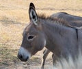 A donkey standing close in a pasture.