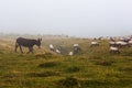 Donkey standing on foggy land, French Pyrenees Royalty Free Stock Photo