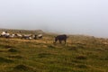 Donkey standing on foggy land, French Pyrenees Royalty Free Stock Photo
