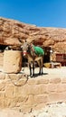 Donkey standing and having a rest. Bedouins and their animals in Petra reserve. Transport in Petra. Tourist route in ancient city Royalty Free Stock Photo