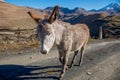 The donkey is standing on the road. A donkey with big ears Royalty Free Stock Photo