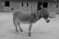 A donkey stands calmly in the stable paddock