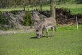 The donkey stands and eats green grass in the meadow at the farm