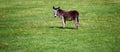 Donkey Stands in Field