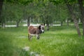 Donkey stands on a lush green field Royalty Free Stock Photo