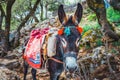 Donkey stands on the mountain path to Zeus Cave Diktaion Andron - Lassithi, Crete Royalty Free Stock Photo