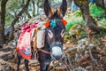 Donkey stands on the mountain path to Zeus Cave - Lassithi, Crete, Greece Royalty Free Stock Photo