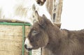 Donkey stands next to a horse