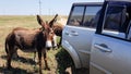donkey stands in a silver-colored car and asks for food Royalty Free Stock Photo
